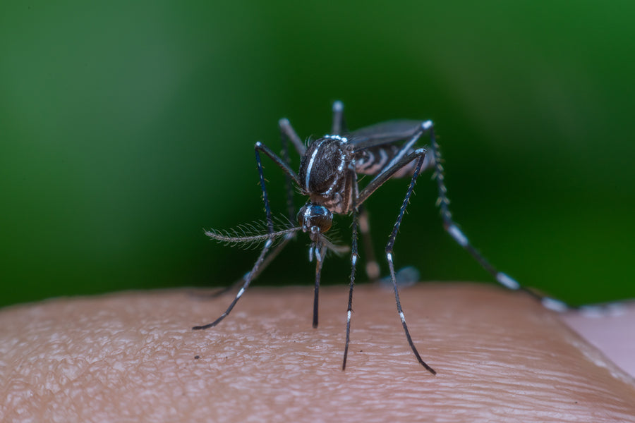 Show 1436: Why Mosquitoes Bite You and How to Outsmart Them