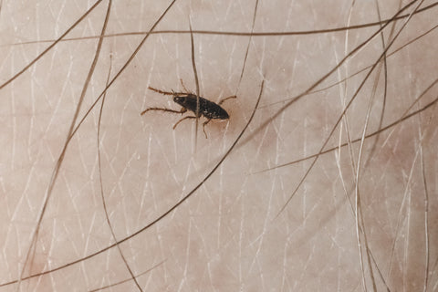 Show 1472: Beyond Lyme: Stealth Infections from Flea and Tick Bites