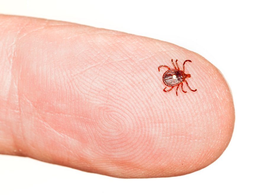 Show 1344: Managing Meat Allergy and Other Tick-Borne Diseases