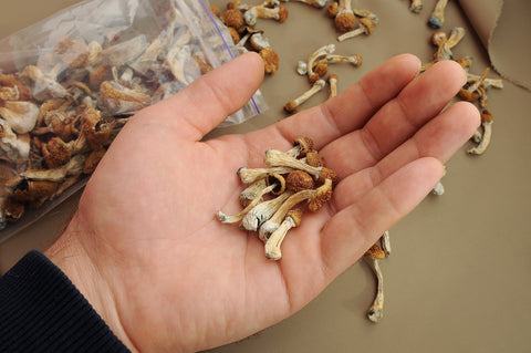 Show 1399: Why Are Patients Using Magic Mushrooms for Cluster Headaches?