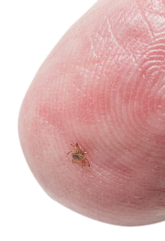 Show 1380: Avoiding Lyme and Other Tick-Borne Diseases