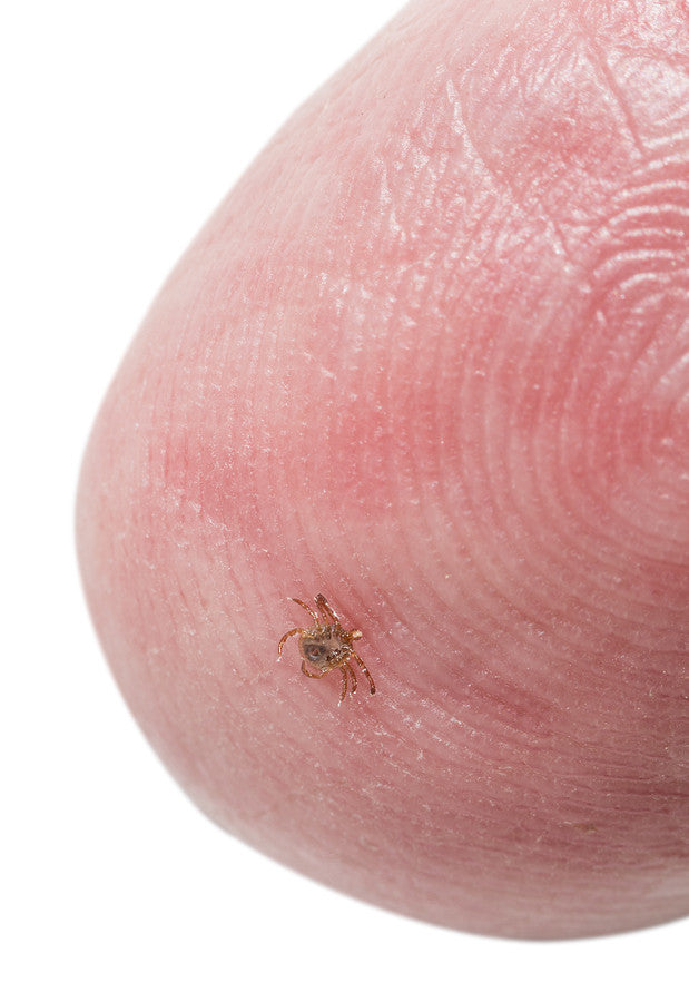 Show 907: Ticks, Fleas & Mystery Disease