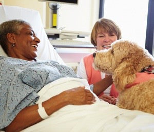 Therapy dog in hospital bed